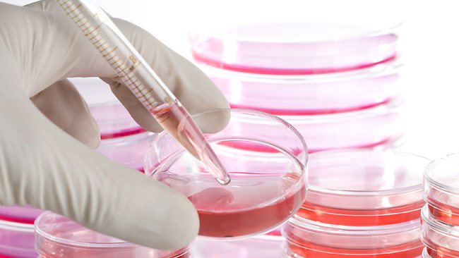 The Big Deal with Stem Cells Written By FBC Ministries